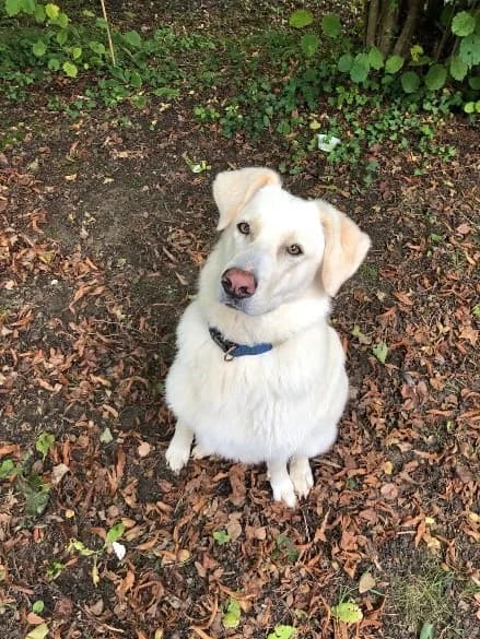 Lady, female 3yo mixed breed for adoption at Wotans Tierhilfe, Wotans