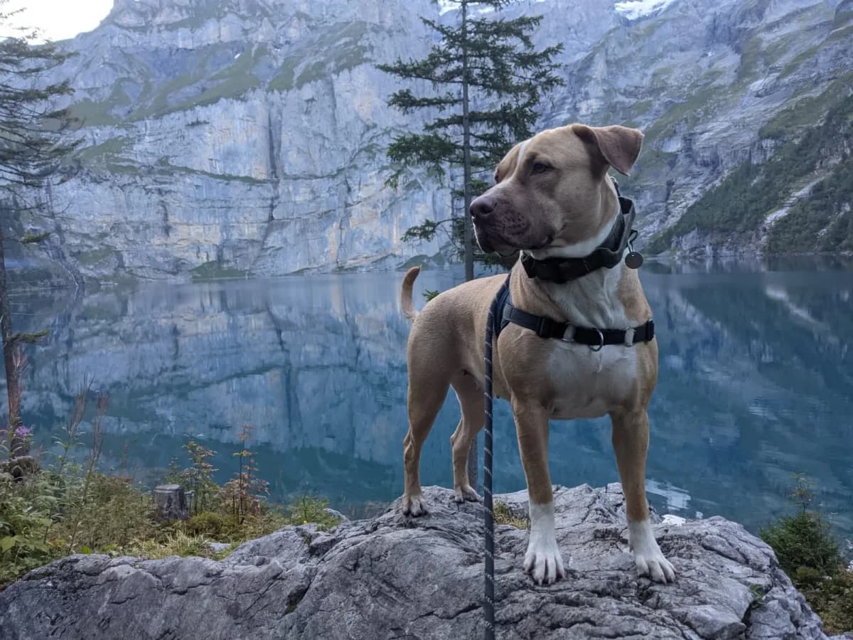 Lola, female senior American Staffordshire Terrier for adoption at Wotans Tierhilfe, Wotans