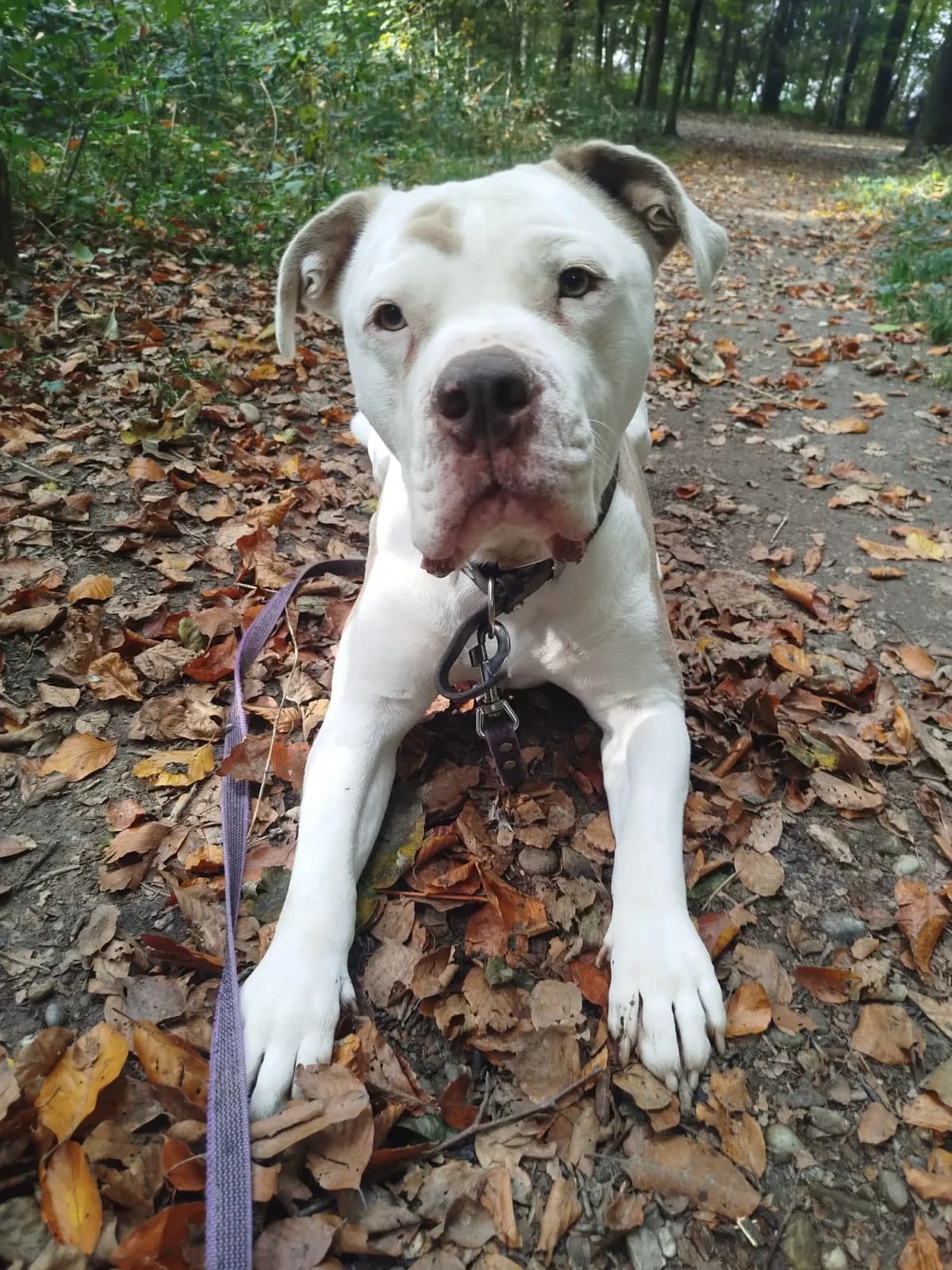 Ruffy, male 5yo English Bulldog for adoption at Wotans Tierhilfe, Wotans