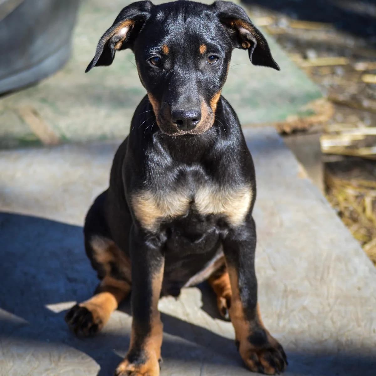 Amigo,  Mixed Breed for adoption at Your Heart 4 Rescued Dogs, Yourheart4dogs