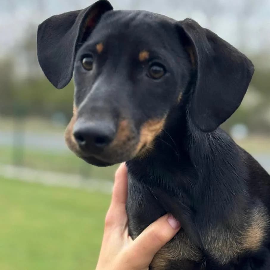Amigo,  Mixed Breed for adoption at Your Heart 4 Rescued Dogs, Yourheart4dogs — photo 2 of 9