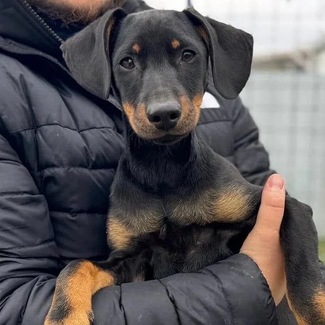 Amigo,  Mixed Breed for adoption at Your Heart 4 Rescued Dogs, Yourheart4dogs — photo 3 of 9