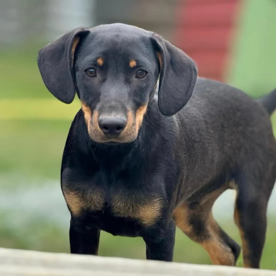 Amigo,  Mixed Breed for adoption at Your Heart 4 Rescued Dogs, Yourheart4dogs — photo 4 of 9