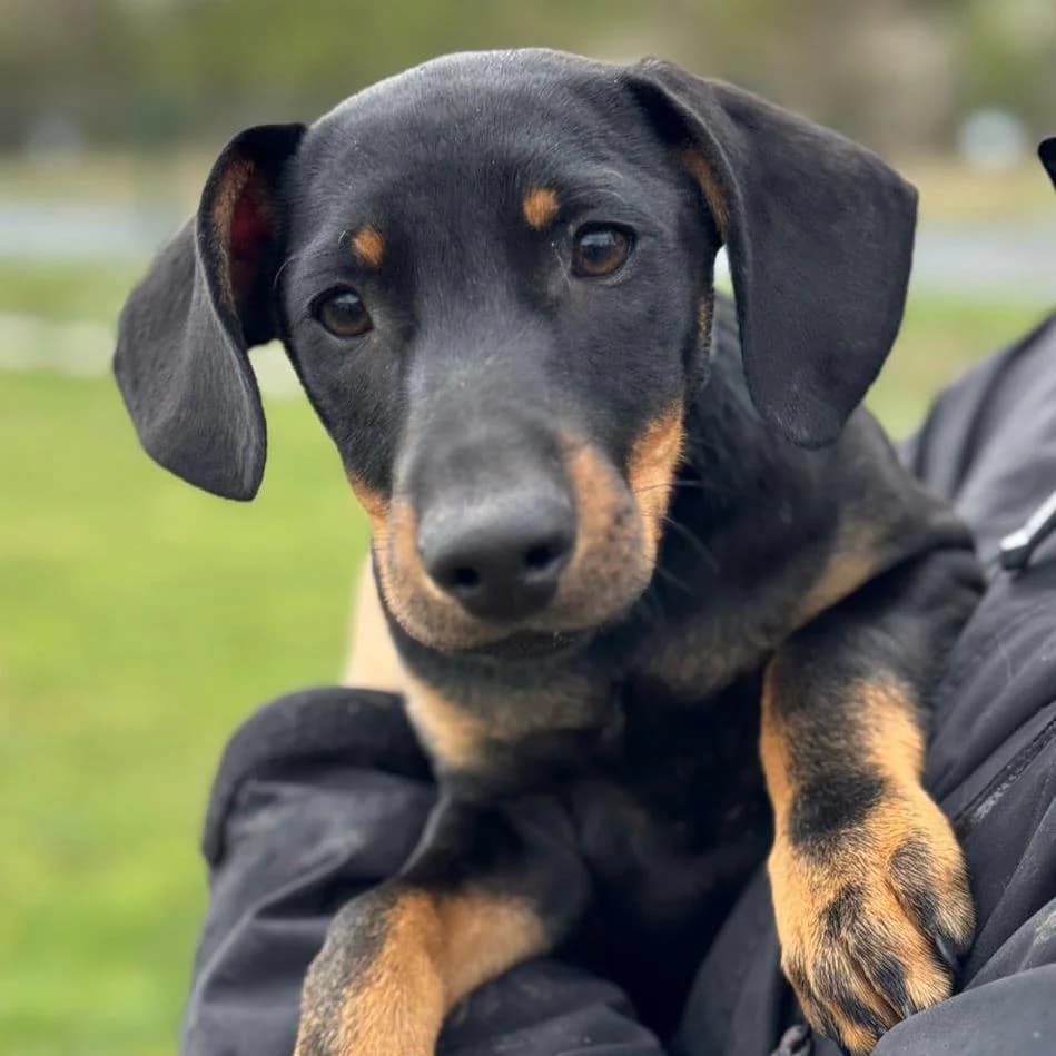 Amigo,  Mixed Breed for adoption at Your Heart 4 Rescued Dogs, Yourheart4dogs — photo 5 of 9