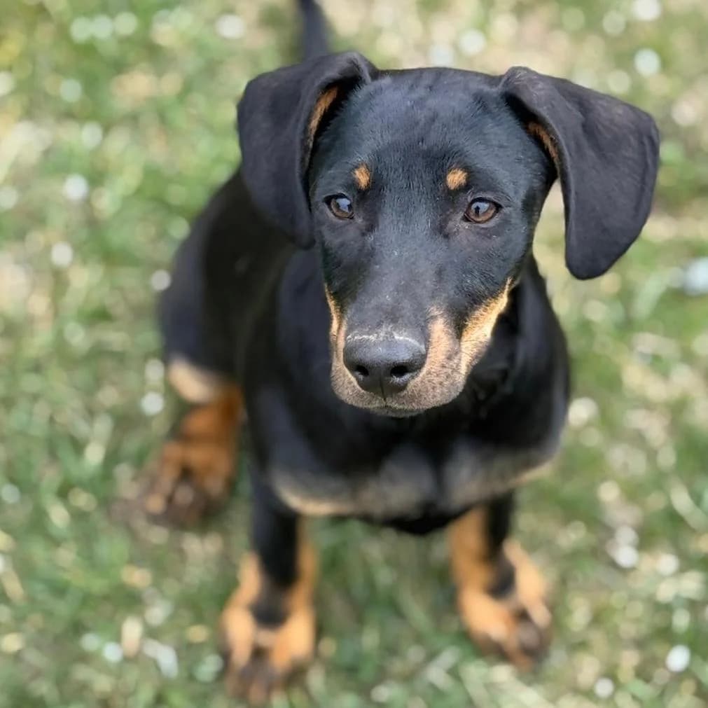 Amigo,  Mixed Breed for adoption at Your Heart 4 Rescued Dogs, Yourheart4dogs — photo 6 of 9