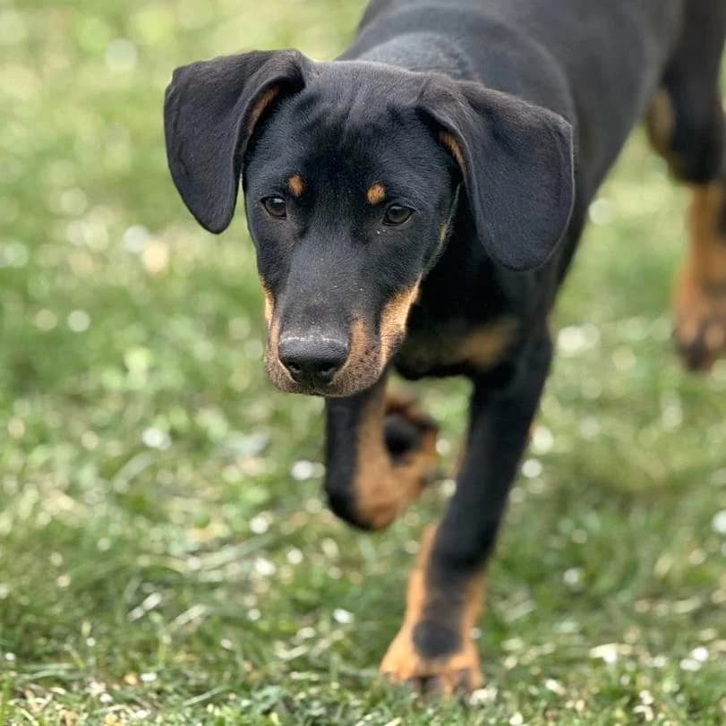 Amigo,  Mixed Breed for adoption at Your Heart 4 Rescued Dogs, Yourheart4dogs — photo 7 of 9