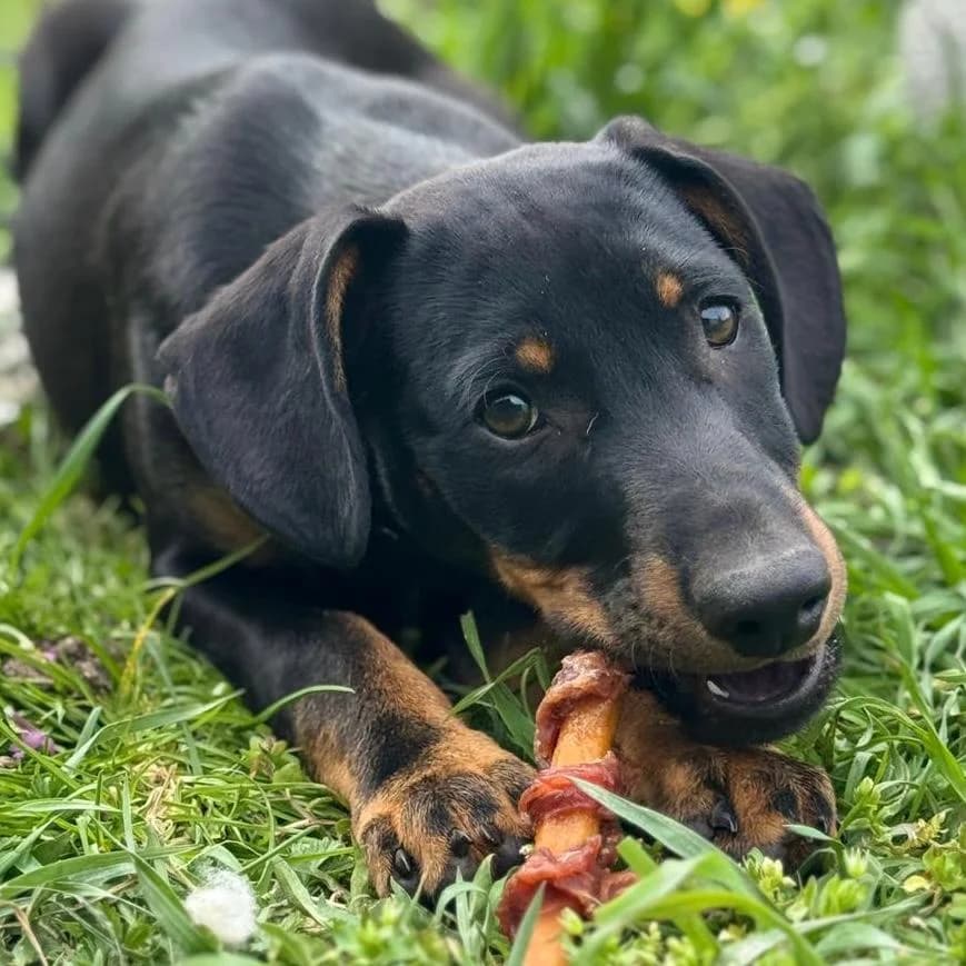 Amigo,  Mixed Breed for adoption at Your Heart 4 Rescued Dogs, Yourheart4dogs — photo 8 of 9