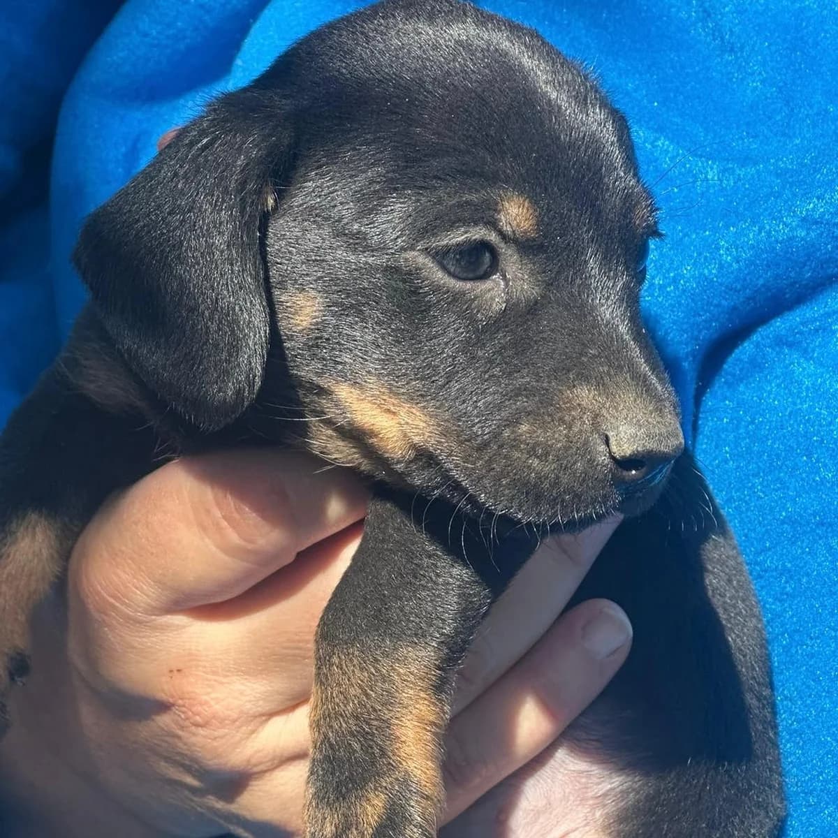 Ancho,  puppy Dachshund for adoption at Your Heart 4 Rescued Dogs, Yourheart4dogs