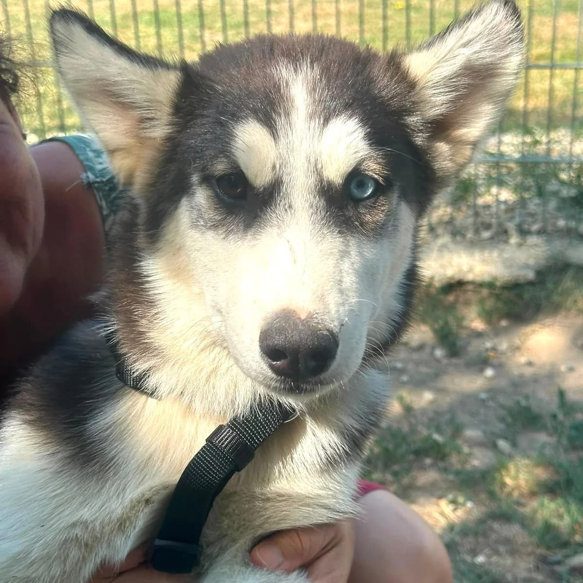 Anouk, female puppy Husky for adoption at Your Heart 4 Rescued Dogs, Yourheart4dogs