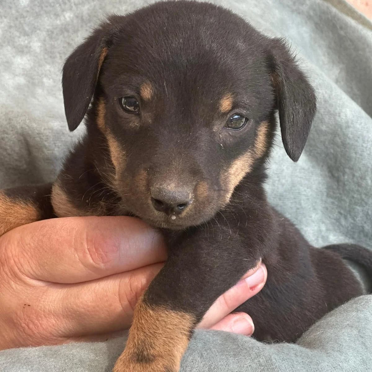 Aron,  puppy Dachshund for adoption at Your Heart 4 Rescued Dogs, Yourheart4dogs