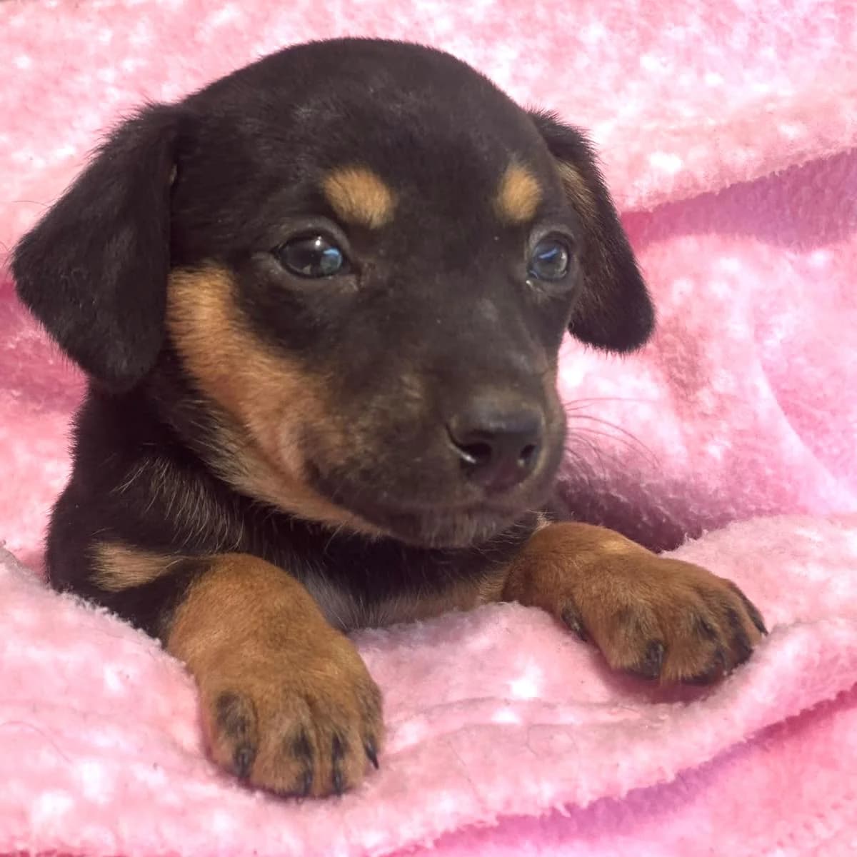 Ava, female puppy Dachshund for adoption at Your Heart 4 Rescued Dogs, Yourheart4dogs