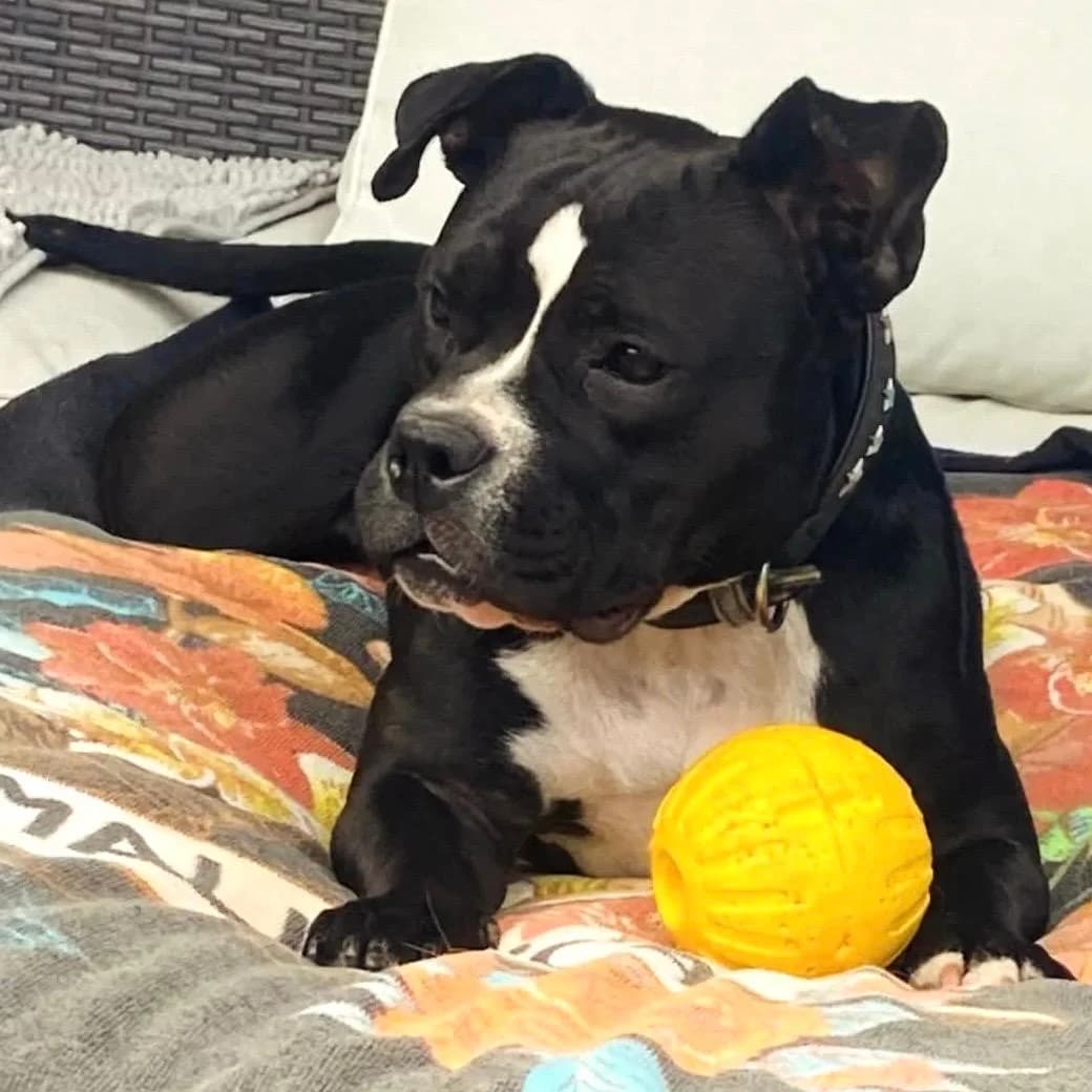 Bertha, male Pit Bull Terrier for adoption at Your Heart 4 Rescued Dogs, Yourheart4dogs