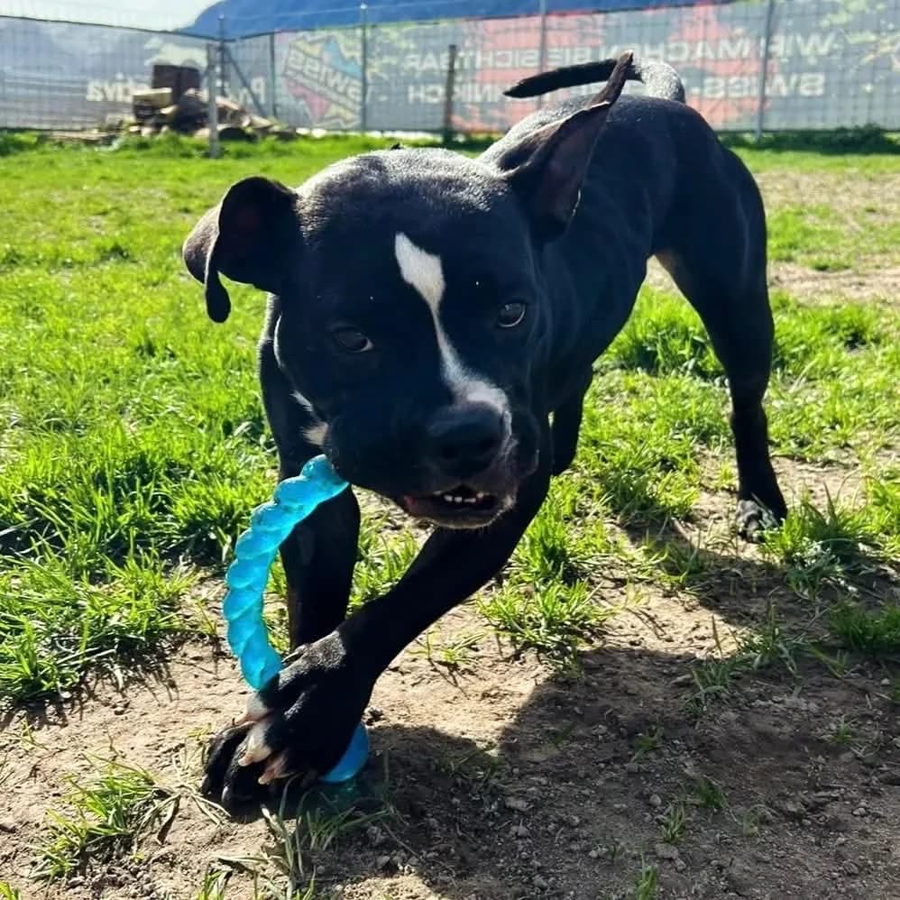 Bertha, male Pit Bull Terrier for adoption at Your Heart 4 Rescued Dogs, Yourheart4dogs — photo 2 of 6