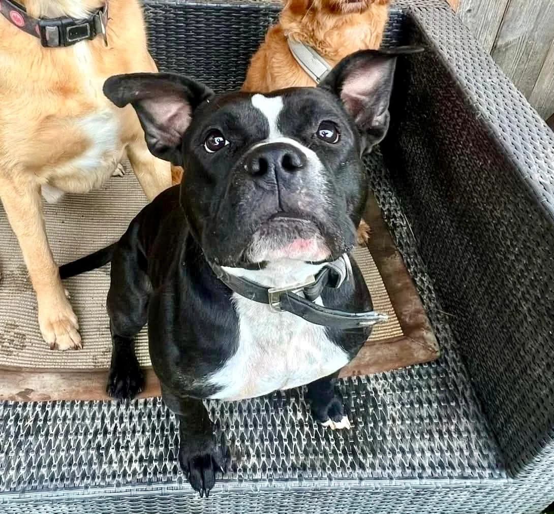 Bertha, male Pit Bull Terrier for adoption at Your Heart 4 Rescued Dogs, Yourheart4dogs — photo 3 of 6