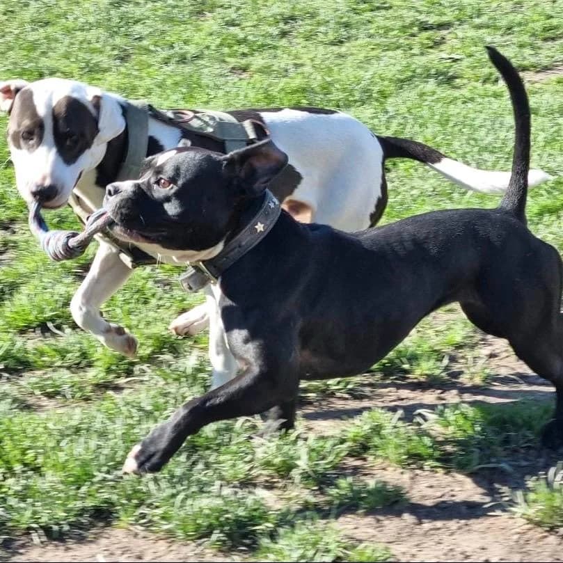 Bertha, male Pit Bull Terrier for adoption at Your Heart 4 Rescued Dogs, Yourheart4dogs — photo 4 of 6