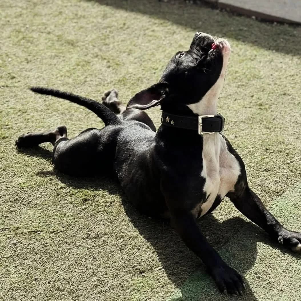 Bertha, male Pit Bull Terrier for adoption at Your Heart 4 Rescued Dogs, Yourheart4dogs — photo 5 of 6