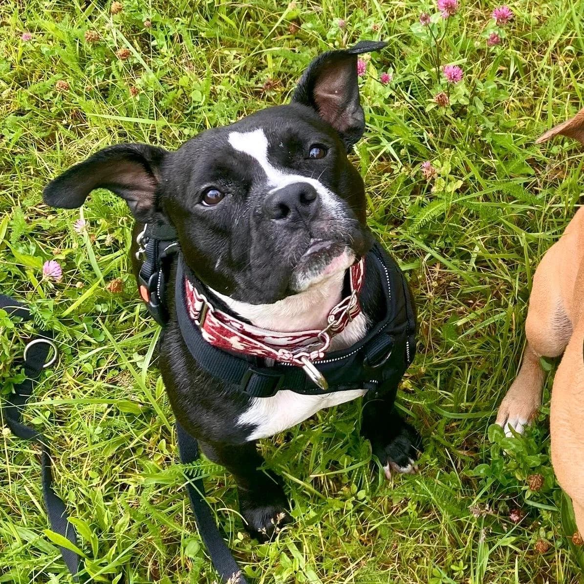 Bertha, male Pit Bull Terrier for adoption at Your Heart 4 Rescued Dogs, Yourheart4dogs — photo 6 of 6