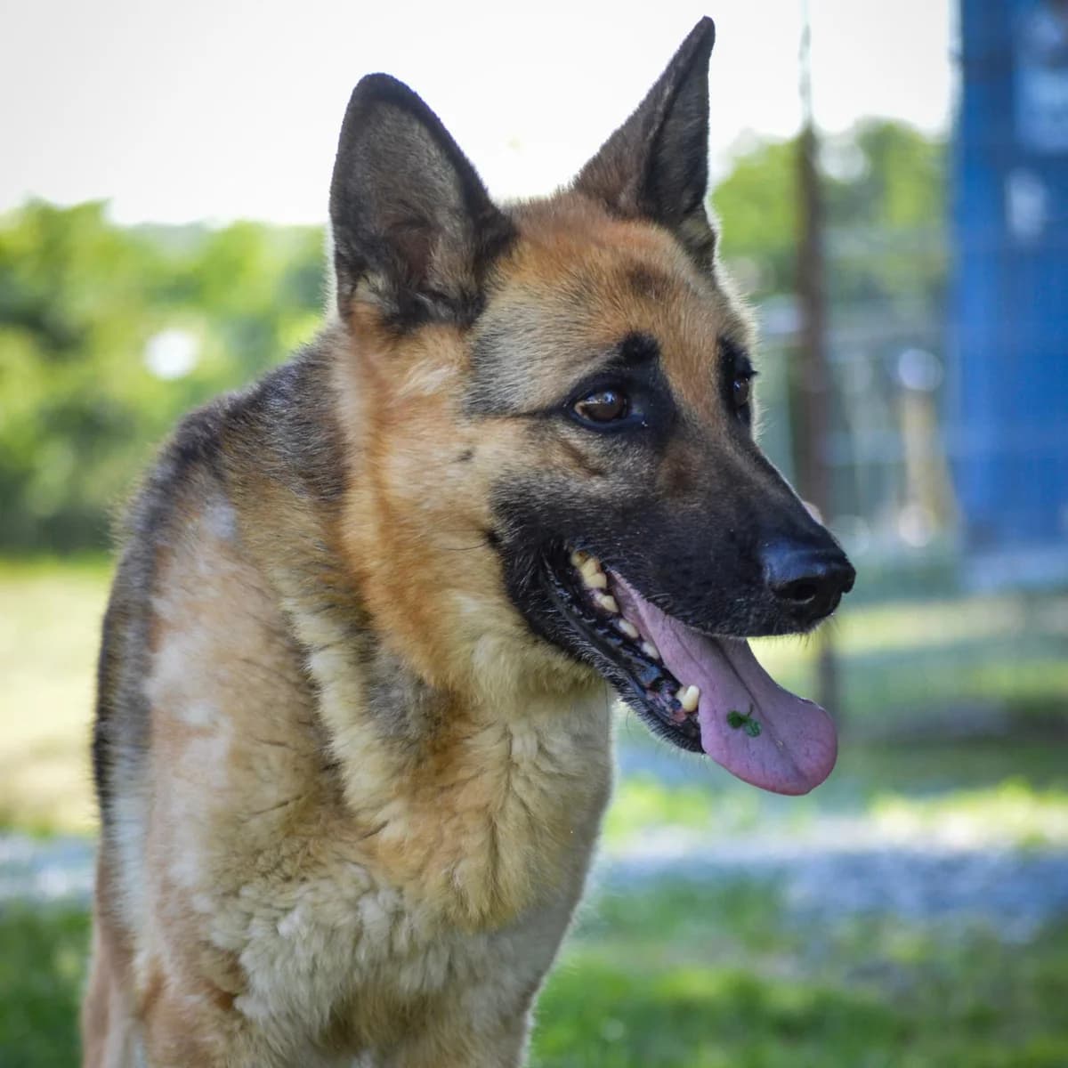 Böbe, female senior German Shepherd for adoption at Your Heart 4 Rescued Dogs, Yourheart4dogs