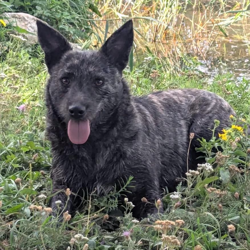 Cloé, female young Mixed Breed for adoption at Your Heart 4 Rescued Dogs, Yourheart4dogs