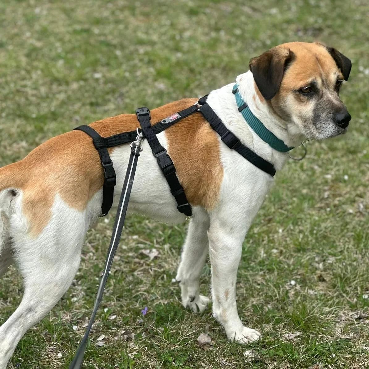 Döme, male senior Mixed Breed for adoption at Your Heart 4 Rescued Dogs, Yourheart4dogs