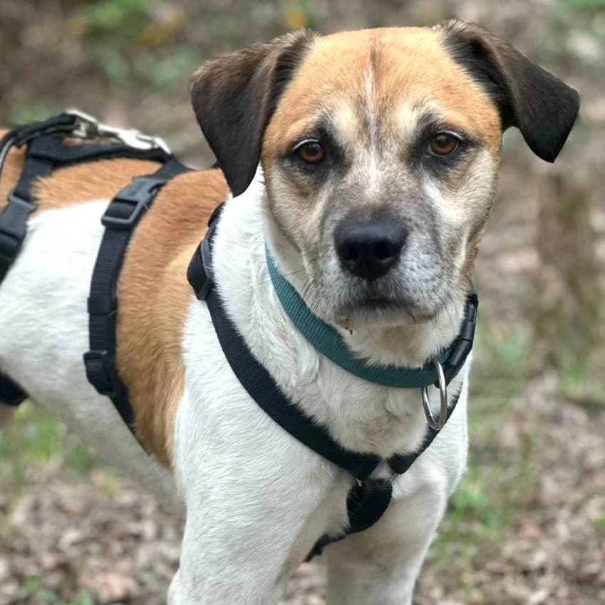 Döme, male Mixed Breed for adoption at Your Heart 4 Rescued Dogs, Yourheart4dogs — photo 2 of 6