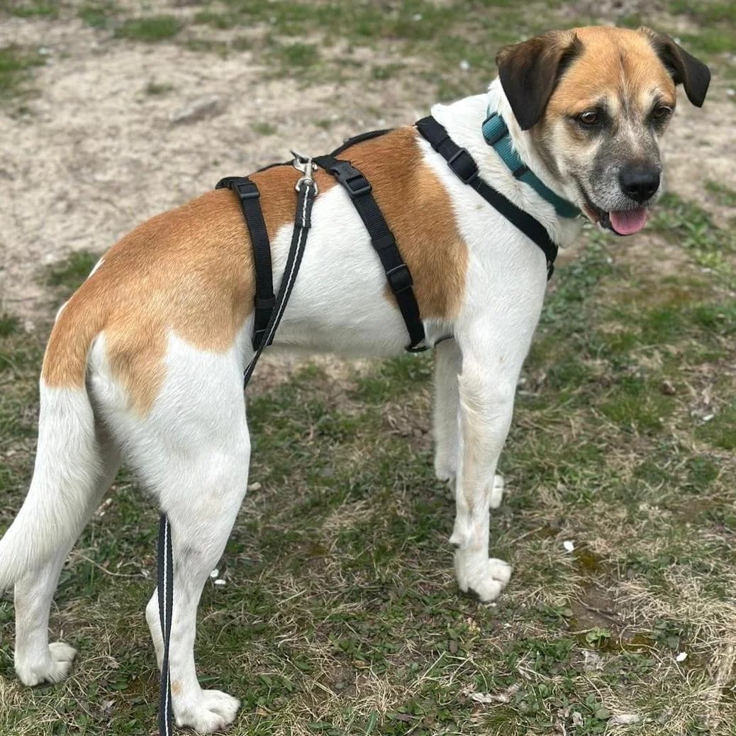 Döme, male Mixed Breed for adoption at Your Heart 4 Rescued Dogs, Yourheart4dogs — photo 3 of 6