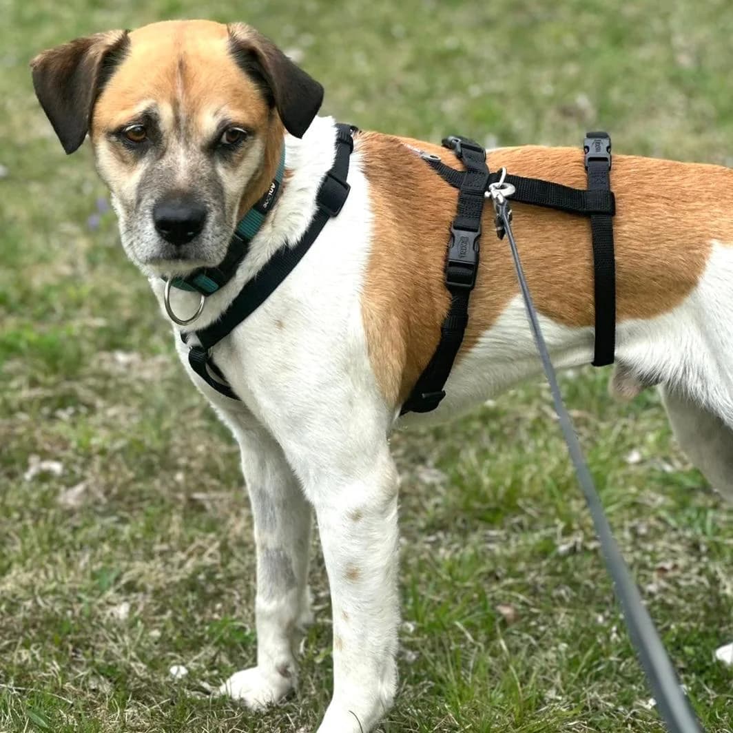 Döme, male Mixed Breed for adoption at Your Heart 4 Rescued Dogs, Yourheart4dogs — photo 4 of 6