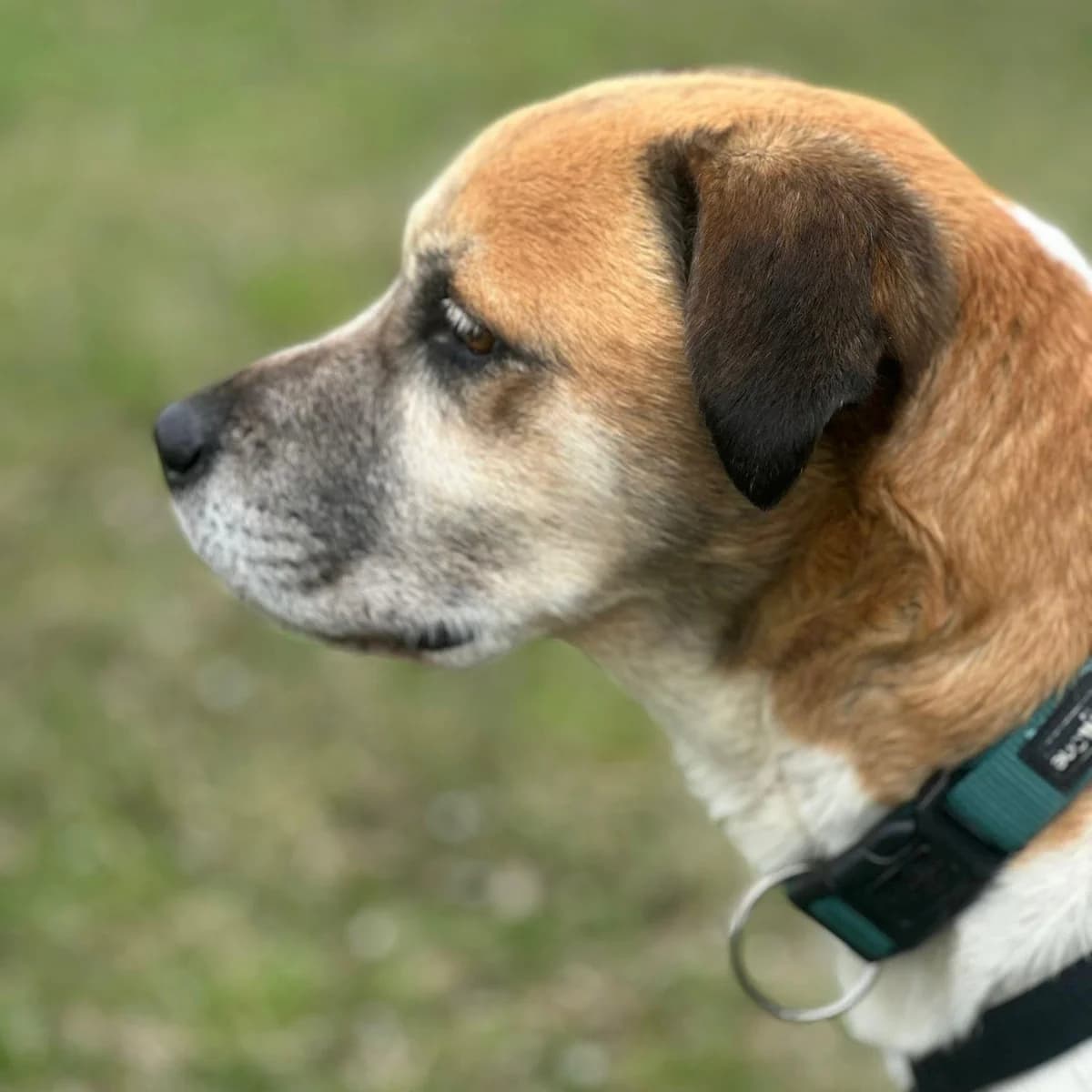 Döme, male senior Mixed Breed for adoption at Your Heart 4 Rescued Dogs, Yourheart4dogs