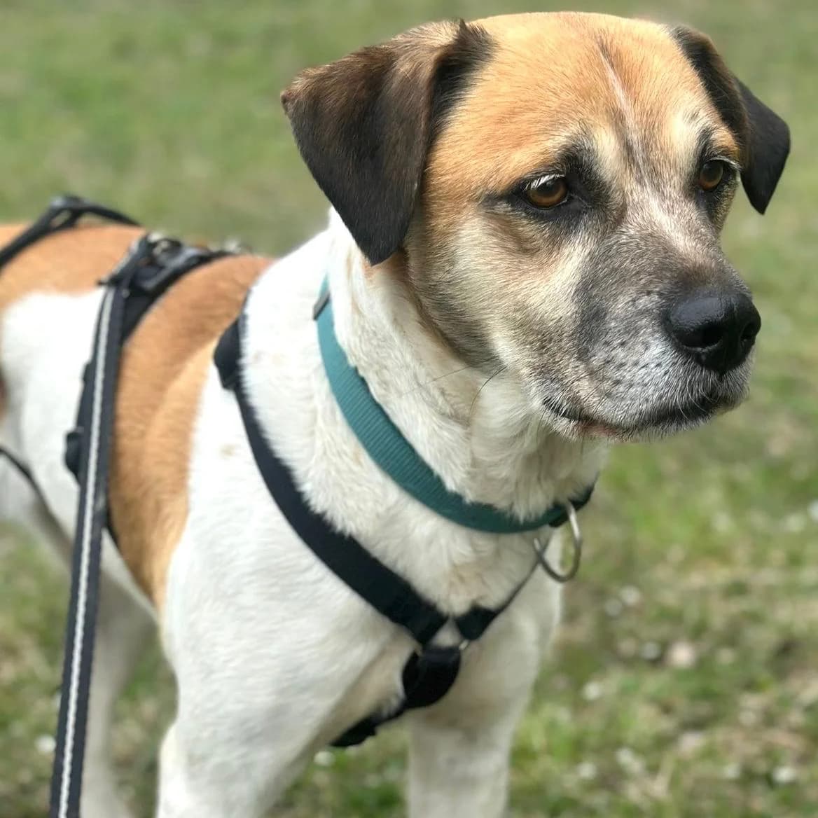 Döme, male Mixed Breed for adoption at Your Heart 4 Rescued Dogs, Yourheart4dogs — photo 6 of 6