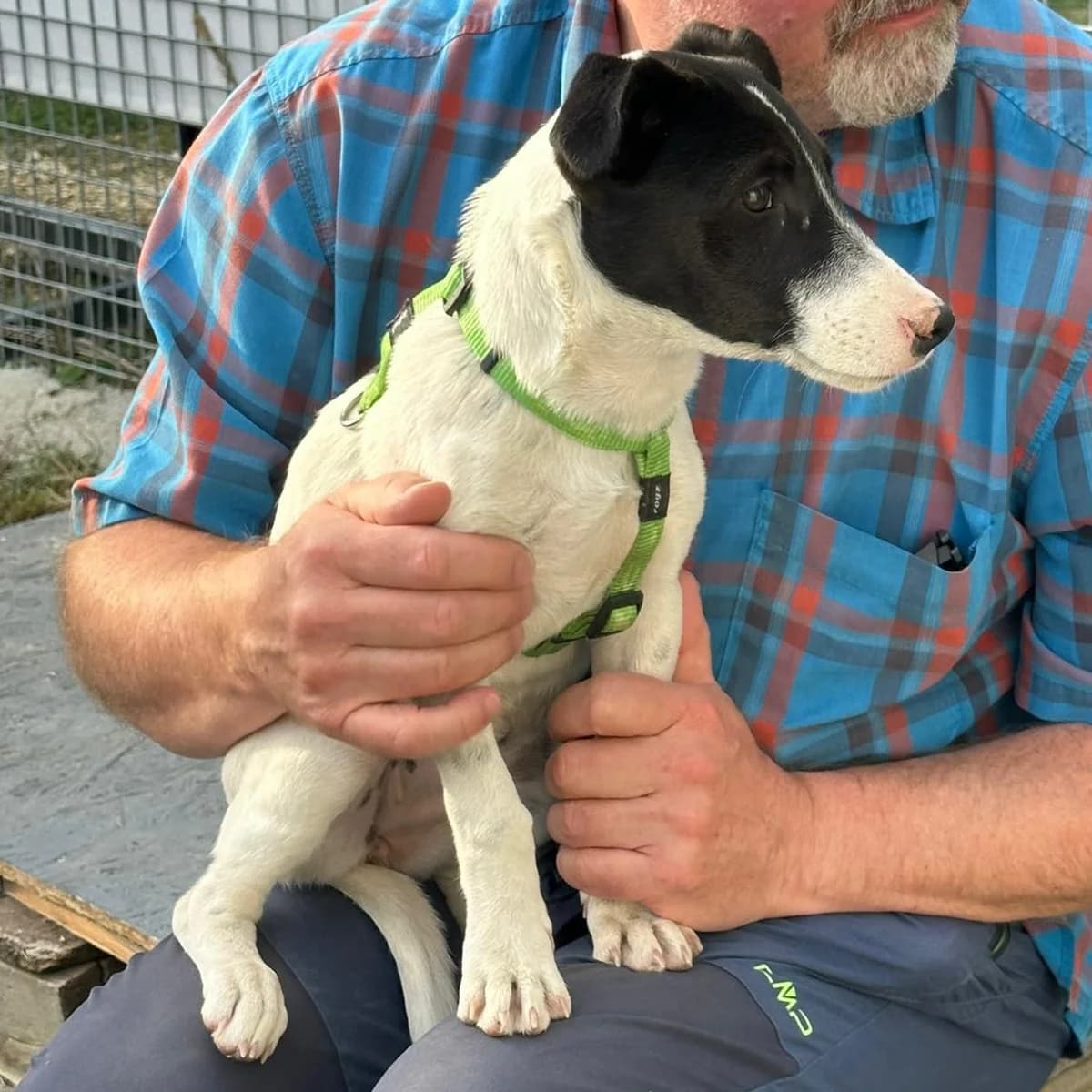 Eywa, female puppy Mixed Breed for adoption at Your Heart 4 Rescued Dogs, Yourheart4dogs