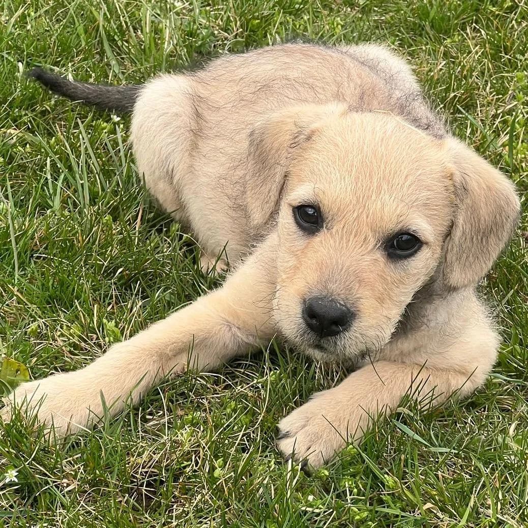 Filou,  Mixed Breed for adoption at Your Heart 4 Rescued Dogs, Yourheart4dogs