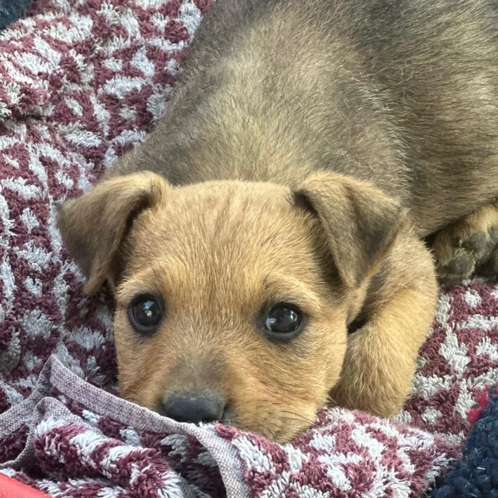 Filou,  Mixed Breed for adoption at Your Heart 4 Rescued Dogs, Yourheart4dogs — photo 2 of 9