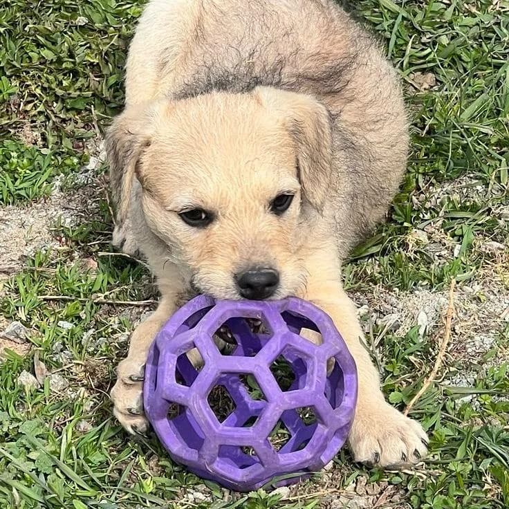 Filou,  Mixed Breed for adoption at Your Heart 4 Rescued Dogs, Yourheart4dogs — photo 3 of 9