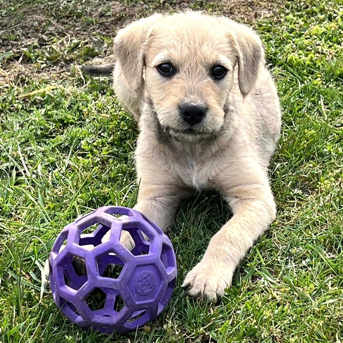 Filou,  Mixed Breed for adoption at Your Heart 4 Rescued Dogs, Yourheart4dogs — photo 4 of 9