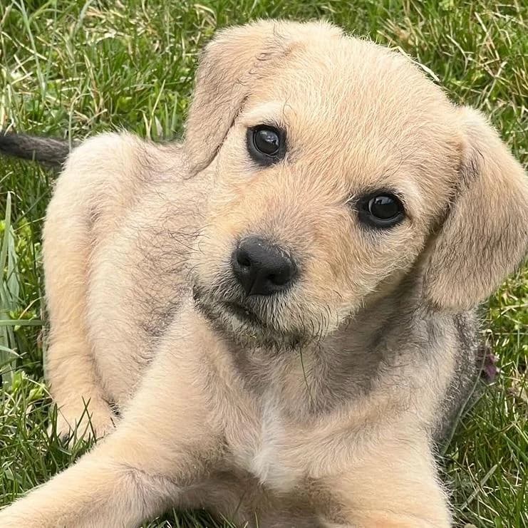 Filou,  Mixed Breed for adoption at Your Heart 4 Rescued Dogs, Yourheart4dogs — photo 5 of 9