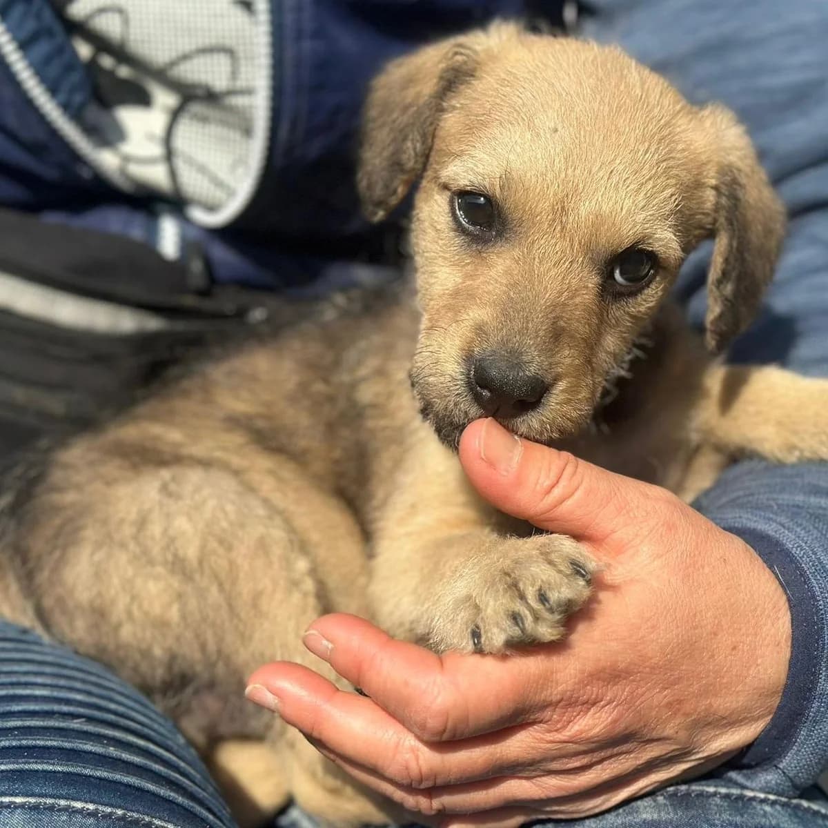 Filou,  Mixed Breed for adoption at Your Heart 4 Rescued Dogs, Yourheart4dogs — photo 6 of 9