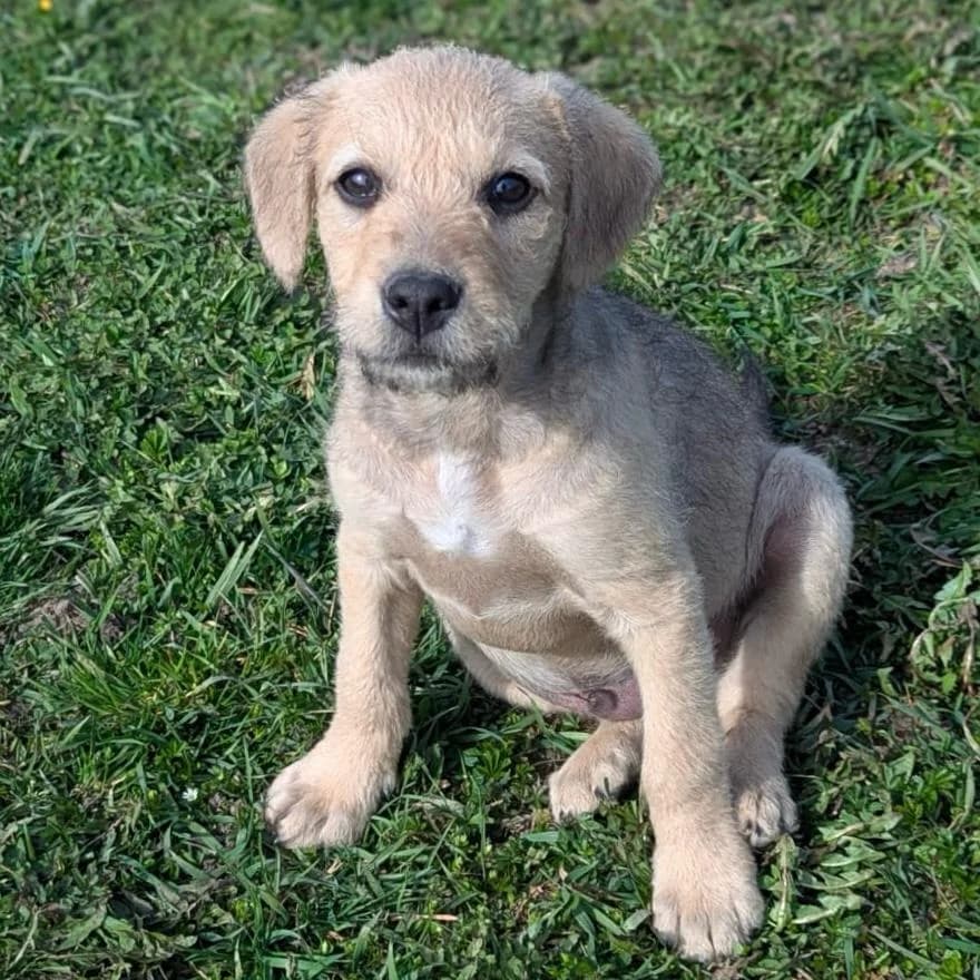 Filou,  Mixed Breed for adoption at Your Heart 4 Rescued Dogs, Yourheart4dogs — photo 7 of 9