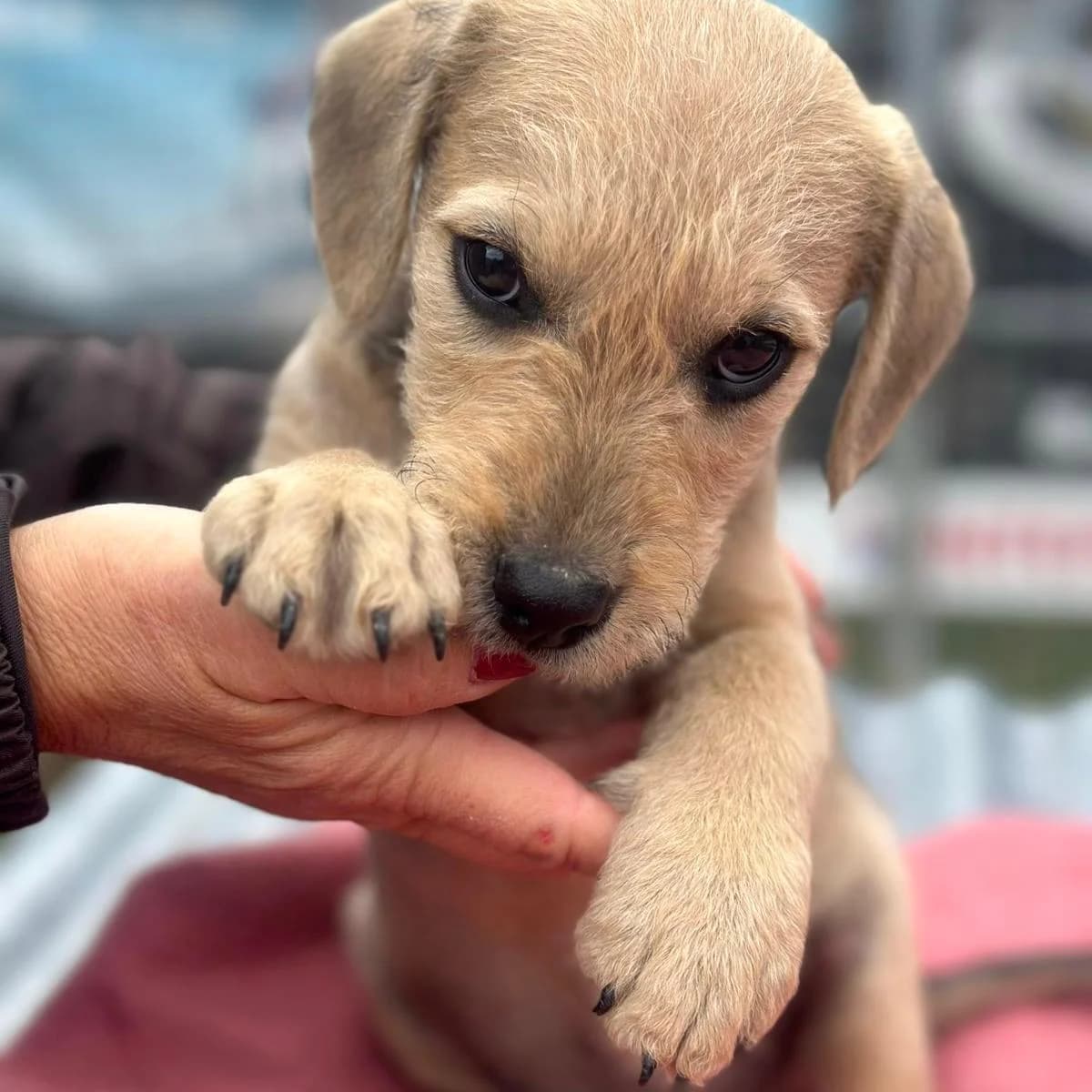 Filou,  Mixed Breed for adoption at Your Heart 4 Rescued Dogs, Yourheart4dogs — photo 8 of 9