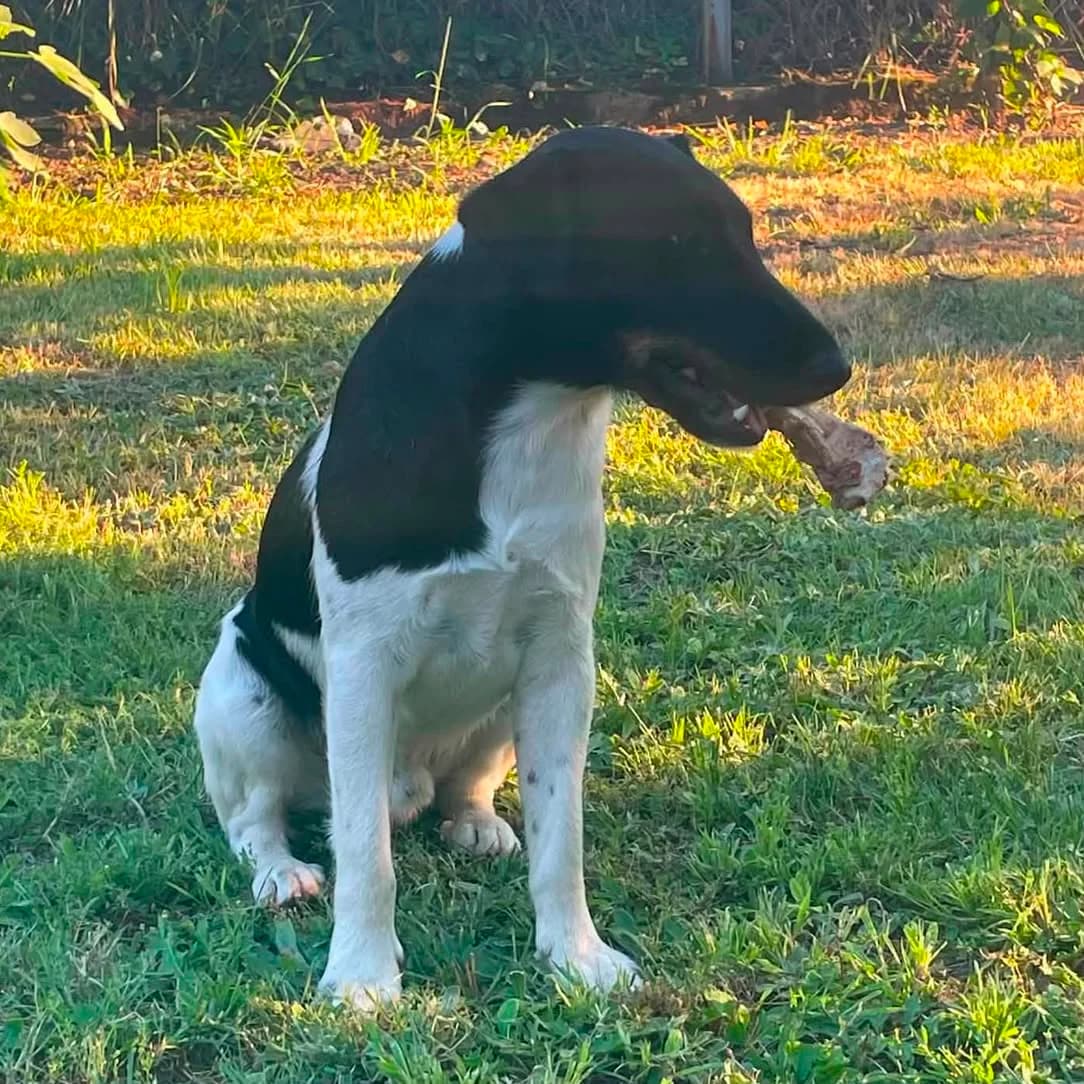 Foxterrier,  mixed breed for adoption at Your Heart 4 Rescued Dogs, Yourheart4dogs
