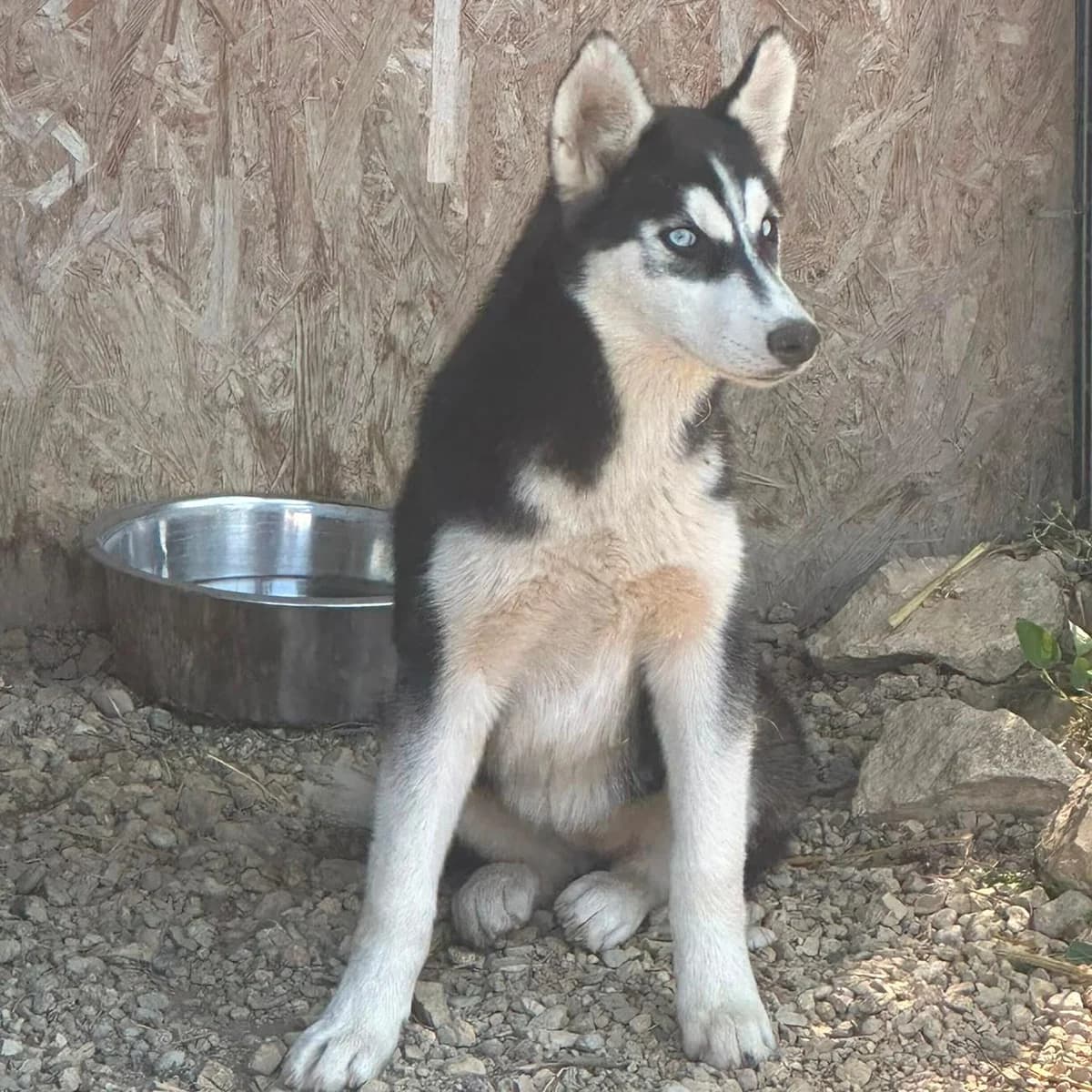 Freya, Husky (Your Heart 4 Rescued Dogs)