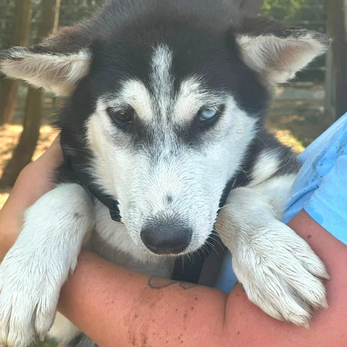 Freya, female puppy Husky for adoption at Your Heart 4 Rescued Dogs, Yourheart4dogs