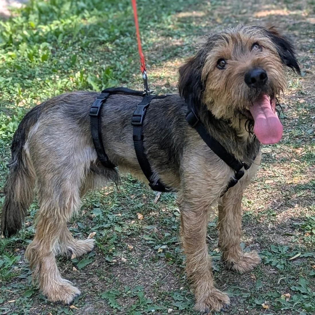 Füles, Mixed Breed (Your Heart 4 Rescued Dogs)
