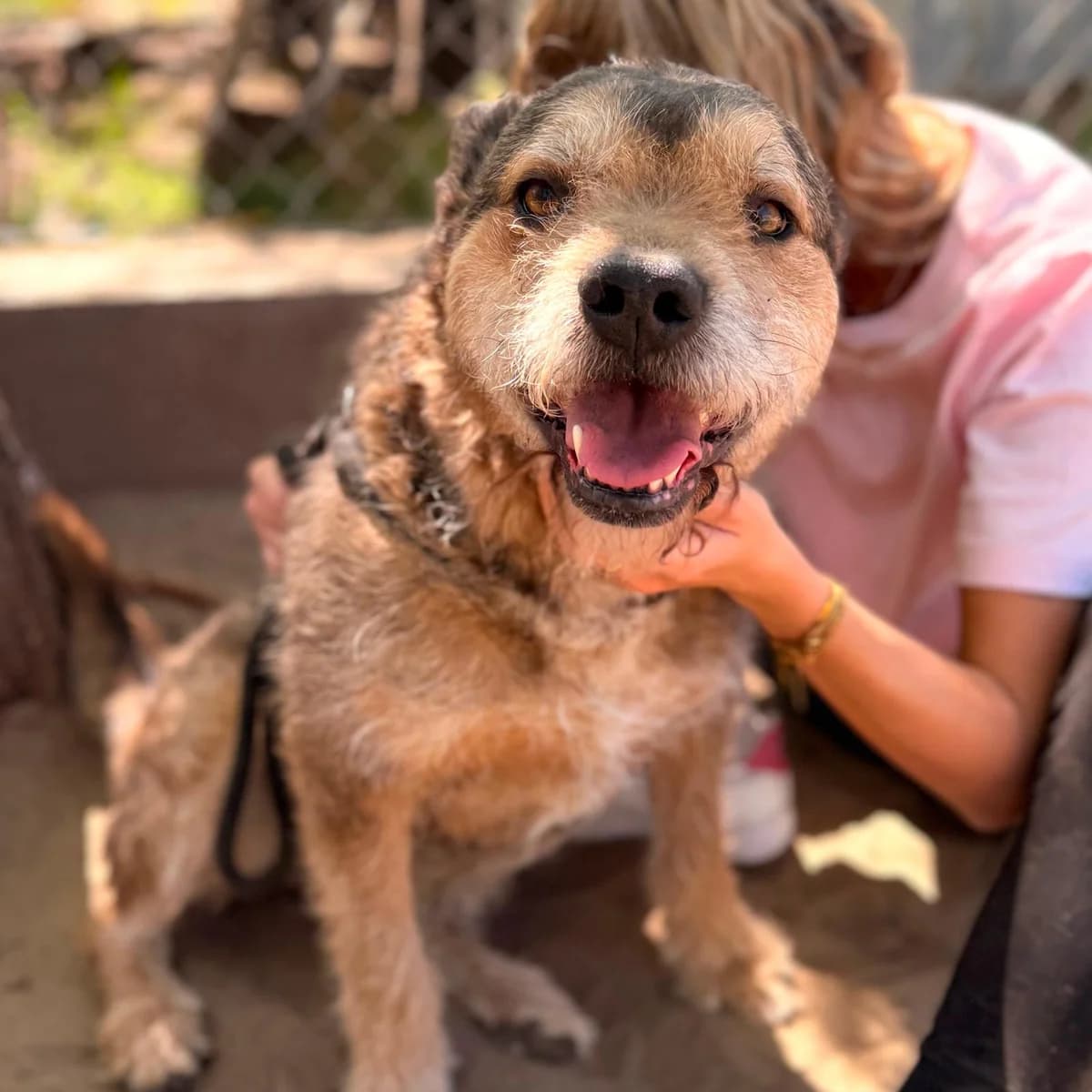 Gibson, male senior Mixed Breed for adoption at Your Heart 4 Rescued Dogs, Yourheart4dogs