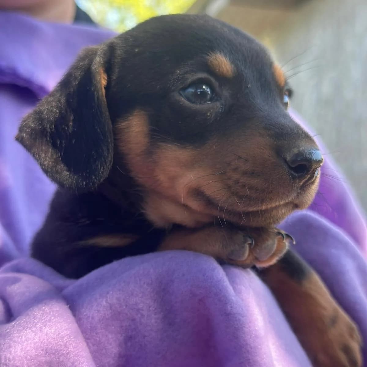 Jack,  puppy Dachshund for adoption at Your Heart 4 Rescued Dogs, Yourheart4dogs