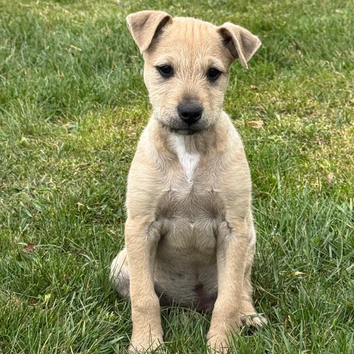 Jimmy,  Mixed Breed for adoption at Your Heart 4 Rescued Dogs, Yourheart4dogs