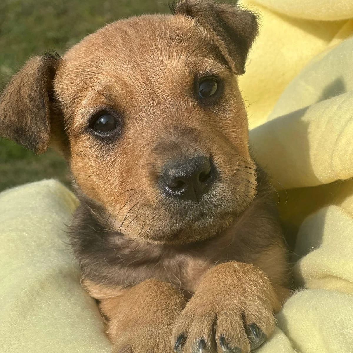 Jimmy,  Mixed Breed for adoption at Your Heart 4 Rescued Dogs, Yourheart4dogs — photo 2 of 11