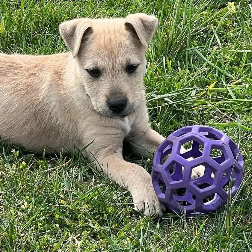 Jimmy,  Mixed Breed for adoption at Your Heart 4 Rescued Dogs, Yourheart4dogs — photo 3 of 11