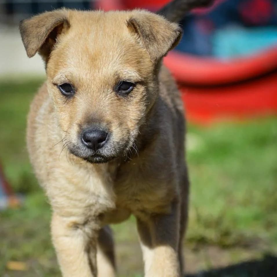 Jimmy,  Mixed Breed for adoption at Your Heart 4 Rescued Dogs, Yourheart4dogs — photo 4 of 11