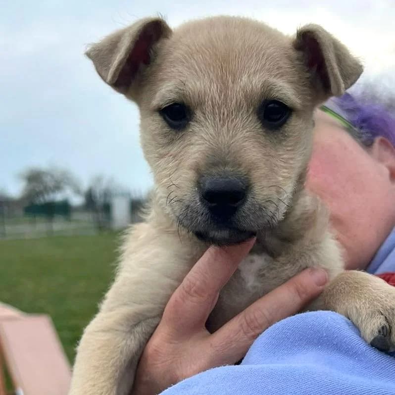 Jimmy,  Mixed Breed for adoption at Your Heart 4 Rescued Dogs, Yourheart4dogs — photo 5 of 11