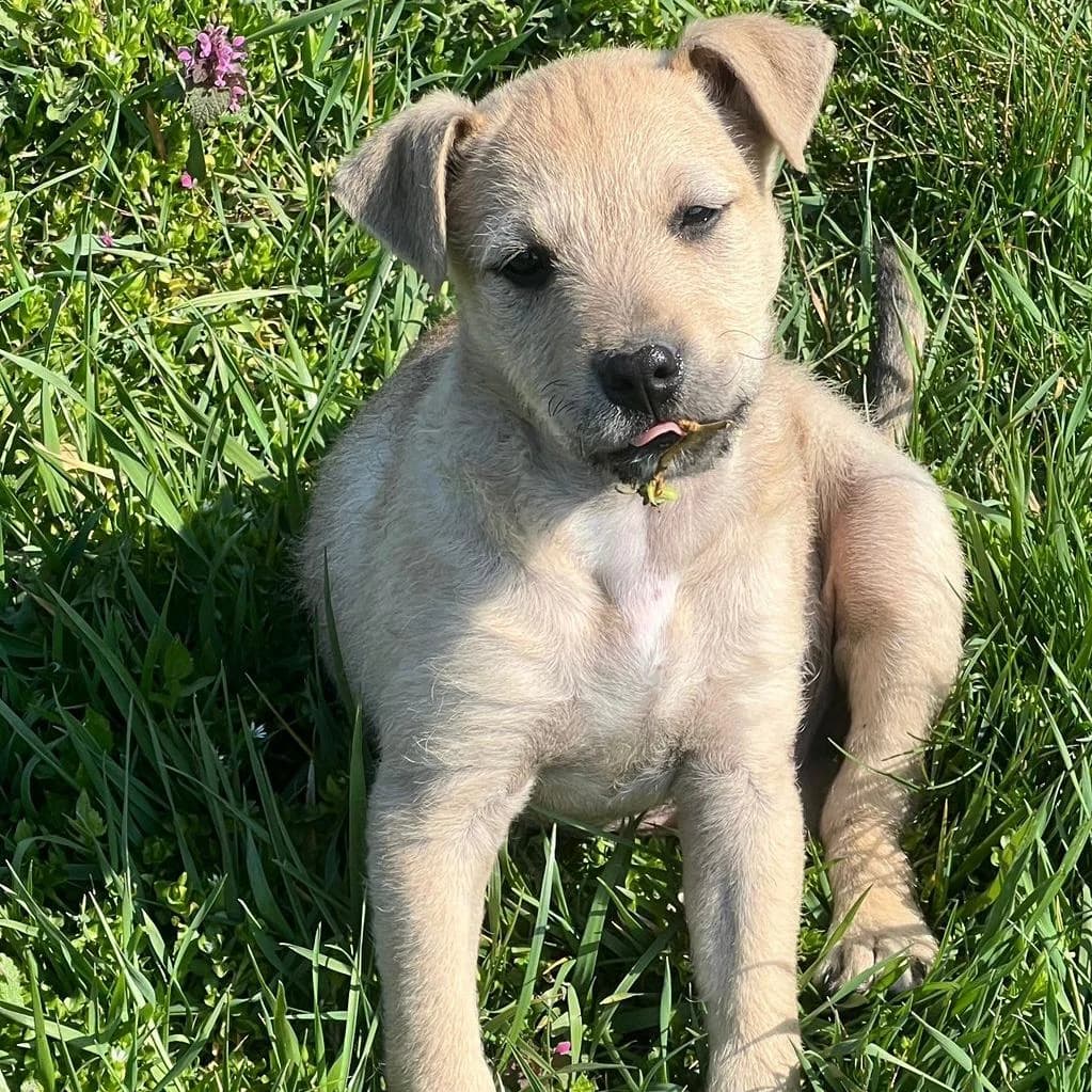 Jimmy,  Mixed Breed for adoption at Your Heart 4 Rescued Dogs, Yourheart4dogs — photo 6 of 11